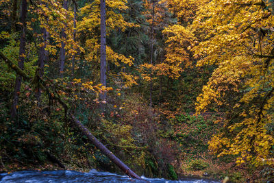 Trees in forest during autumn