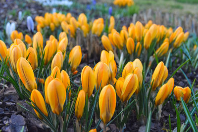 Close-up of yellow tulips