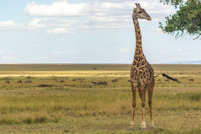 View of a giraffe on field