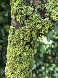 Close-up of moss growing on tree trunk