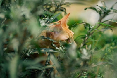 Orange cat in bush.