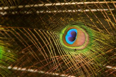 Close-up of peacock feather