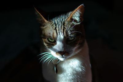 Close-up portrait of a cat