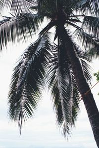 Low angle view of palm tree against sky