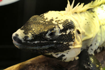 Close-up of a turtle