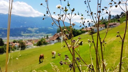 Scenic view of farm field against sky