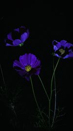 Close-up of purple flowers against black background