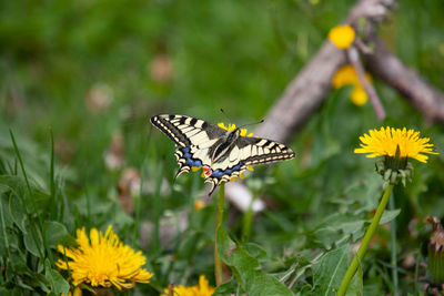 Butterfly on flower