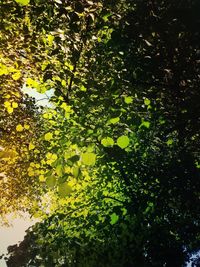 Low angle view of trees