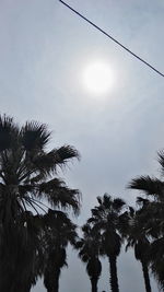 Low angle view of palm trees against sky