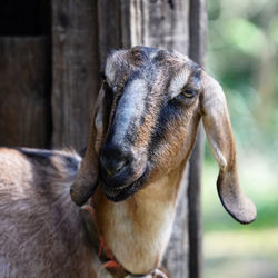 Close-up of a horse