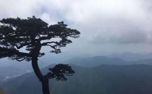 Tree on mountain against sky