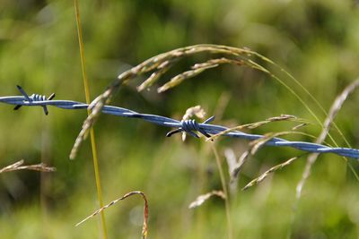 Close-up of barbed wire