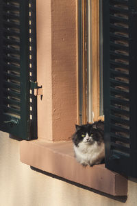 Portrait of cat on window at home