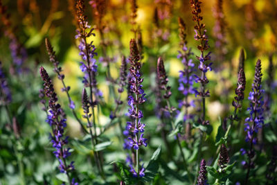 Close-up of purple lavender flowers on field