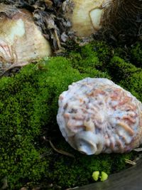 High angle view of animal on rock