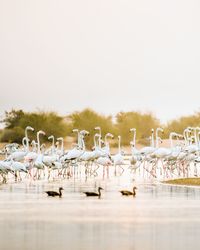 Flock of birds in the lake