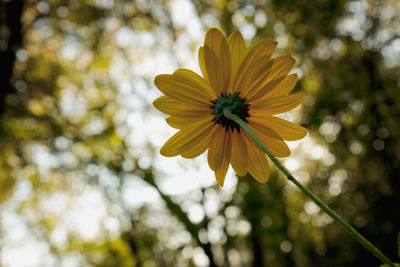 Low angle view of yellow flowering plant