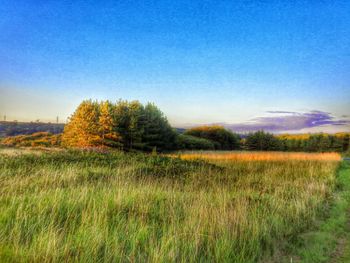 Scenic view of grassy field against blue sky