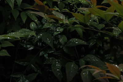 Full frame shot of wet plant leaves during rainy season