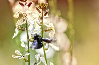 Close-up of bee on plant