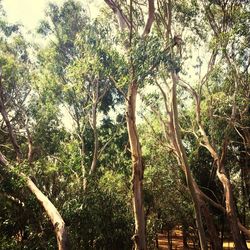 Low angle view of trees in forest