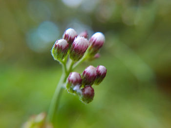 Close-up of flower buds growing outdoors