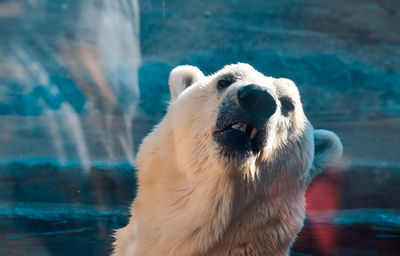 Close-up of dog looking away