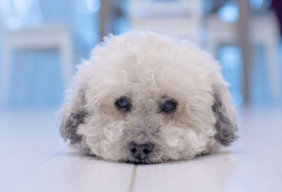 Close-up portrait of white dog