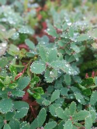 Close-up of water drops on plant