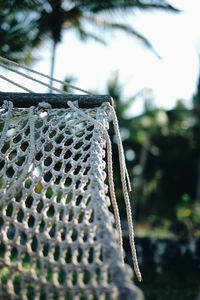 Close-up of leaf on rope