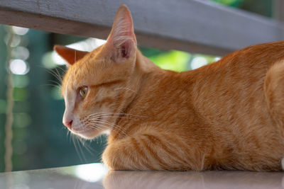 Close-up of a cat looking away