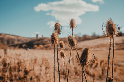 Inflorescences of dried thistle. close-up.