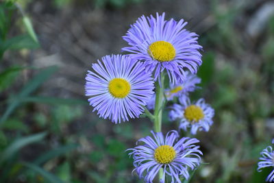 Close-up of purple flowering plants