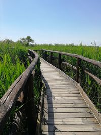 Wooden footbridge along plants on land