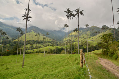 Scenic view of agricultural field against sky