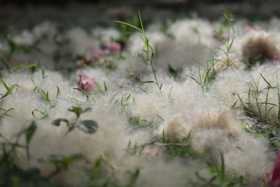 Close-up of flowers