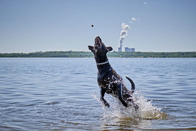 Full length of a dog jumping in lake