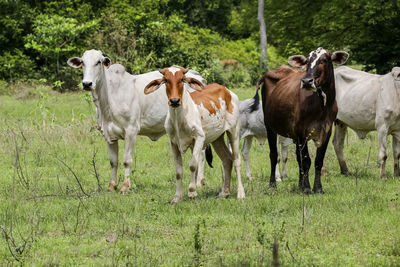 Horse grazing on field