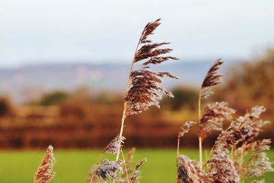 Close-up of stalks in field against sky