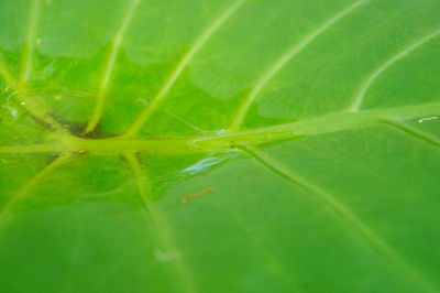 Close-up of insect on leaf