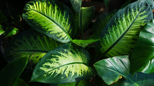 Close-up of fresh green leaves