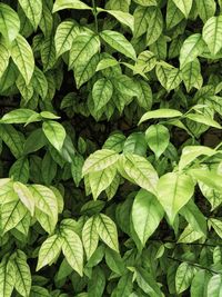 Full frame shot of green leaves