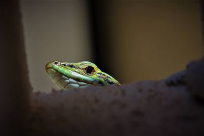 Close-up of lizard