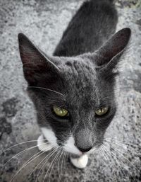 Close-up portrait of cat