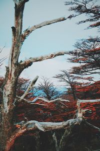 Low angle view of bare trees against sky during winter