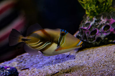 Close-up of fish in water seen through glass tank in aquarium