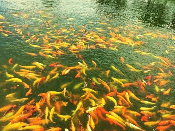 Fish swimming in pond