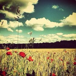 Scenic view of field against cloudy sky