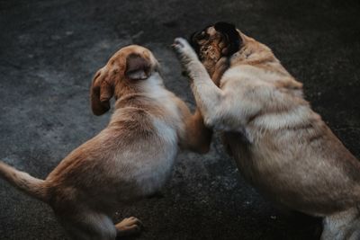 Close-up of dogs sitting outdoors